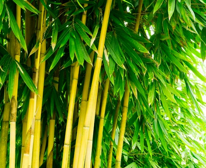 7 Meilleures Feuilles De Bambou. Examen Des Feuilles De Bambou Et Achat